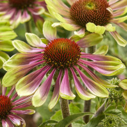 Coneflower 'Green Twister'